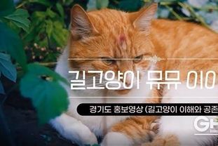 경기도, 인간-길고양이 공존 메시지 담은 음악  ‘길고양이 뮤뮤 이야기’ 제작