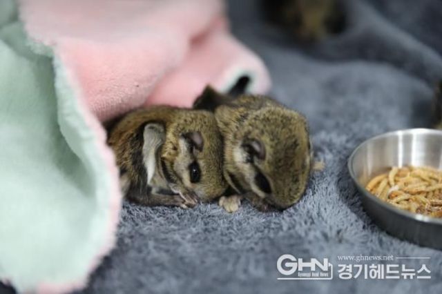 경기도, 구조된 하늘다람쥐 4마리. 다시 자연의 품으로