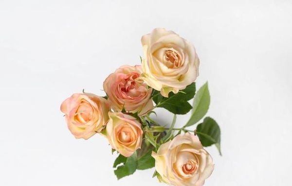 경기도농업기술원, 장미 신품종 현장평가회서 재배 안정성·보급 가능성 점검