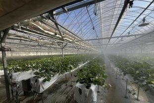 광주시, 선택형 맞춤 농정사업 추진…명품 농산물 육성 본격화