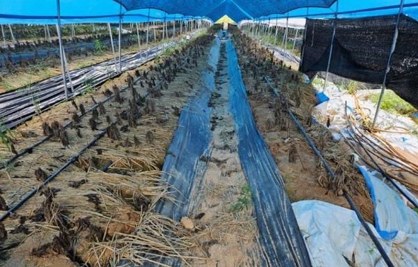 경기도, 지난해 재해 입은 친환경농가에 복구비 40 추가지원