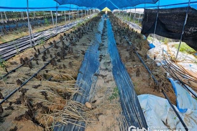 경기도, 지난해 재해 입은 친환경농가에 복구비 40 추가지원