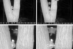 성남시, 영장산서 멸종위기종 '하늘다람쥐' 서식 확인