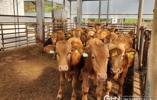 경기도, 한우 산업 위기 정면 돌파… '2026 경기 한우 명품화'에 46억 투입