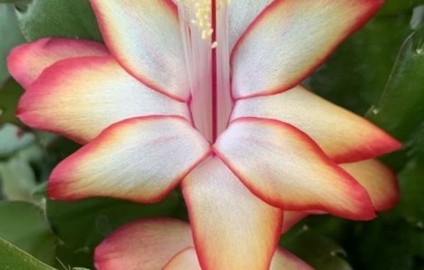 경기도농업기술원, 게발선인장 신품종 '듀얼라벨·골드라벨' 출시