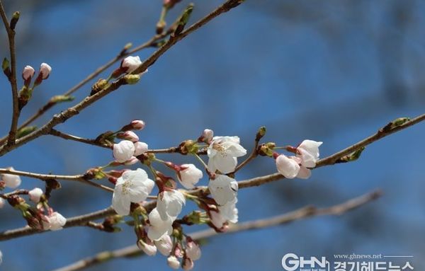 경기도, 올해 벚꽃 부천 원미산 등에서 31일부터 개화 예측. 일주일 후 만개