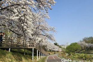 성남시, 벚꽃길 명소 9경 "도심 곳곳에서 봄 만끽"