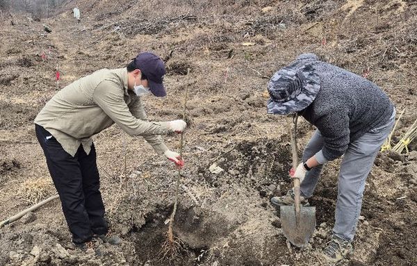 경기도, ‘꿀’만 따는 나무 넘어 ‘돈’ 되는 산림 만든다…밀원수 실증 연구 박차