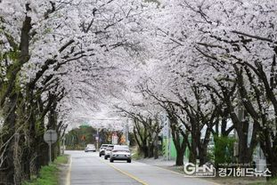 벚꽃 구경 멀리 갈 이유 없다, 광주에 다 있으니까