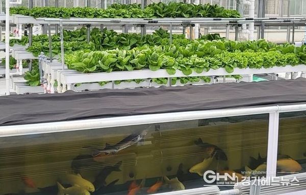 경기도농업기술원, '아쿠아포닉스 상추 친환경 관리 매뉴얼' 발간