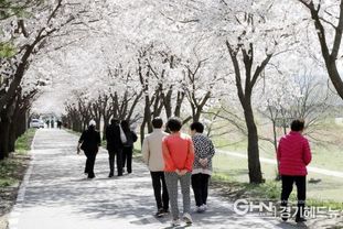 안성에 봄이 내려앉았다‥"벚꽃 만개, 이번 주 절정"