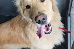 안성시, 유기동물 임시보호 및 긴급치료 지원사업 추진