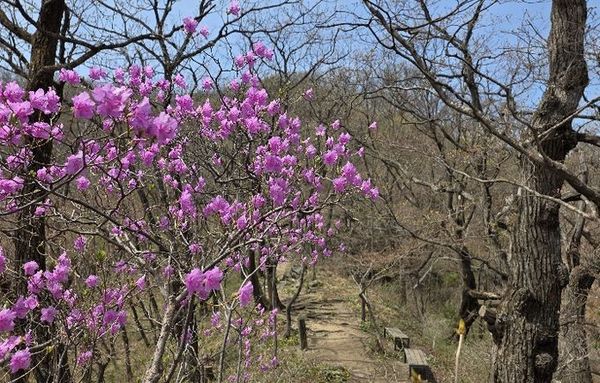 "백둔리 탐방로에서 봄을 즐기세요" 경기도, 연인산도립공원 얼레지 등 야생화 만개