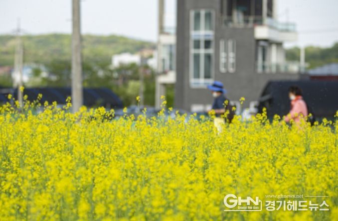 의왕시 초평동 일원 유채