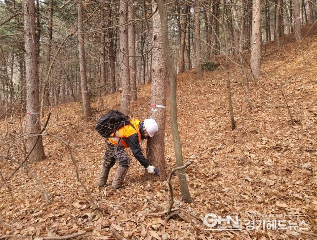 용인특례시가 소나무숲 보호를 위한 소나무재선충병 방제사업을 진행했다. 관계자가 방제 작업을 하고 있다.