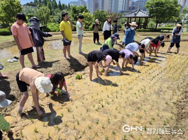 시흥 어린이 농부들 전통 모내기 체험, “쌀 소중함 배워요”