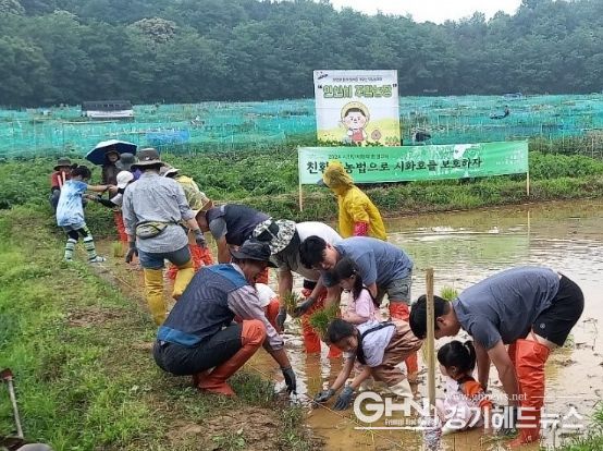 '도심 속 옛날 방식 그대로' 안산시, 전통 모내기 체험행사 진행