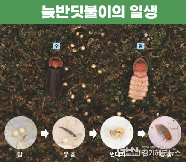 시흥시 곤충전시체험관 '벅스리움' 친환경 상징 '늦반딧불이' 인공증식 성공