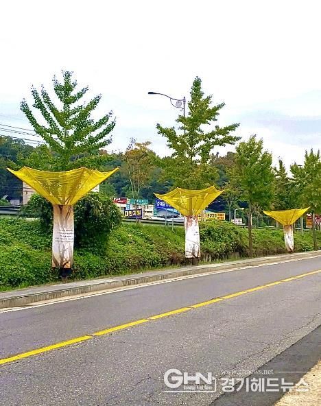 광주시 '낙과 수집기 시범 설치'로 은행나무 악취 제거