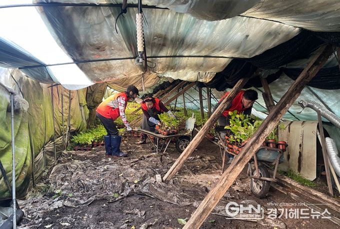 기흥구 통장협의회원들이 남사읍 화훼농가에서 피해복구를 돕고 있다