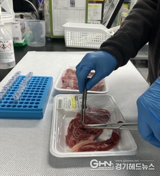 경기도, 올해 한우 DNA 검사 1,138건. 한우 둔갑 사례 없어