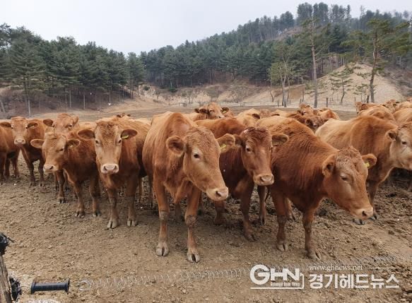 경기도, 경기한우 명품화 사업비 대폭 증액으로...한우산업 위기 돌파!
