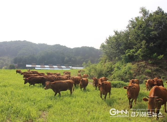 축산정책