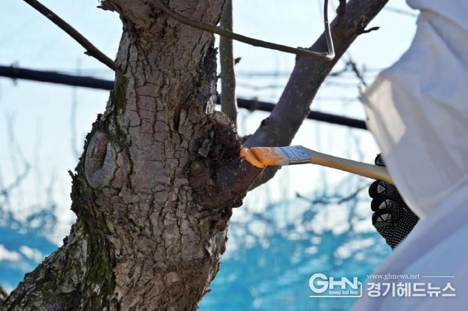 과수화상병 발생 처리 사진