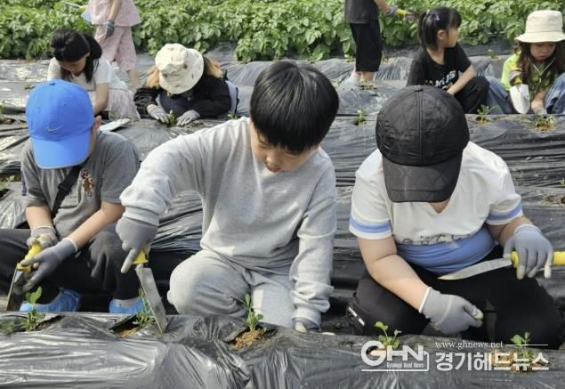 5월 28일 모종심기 체험을 하고 있는 포리초등학교 학생들