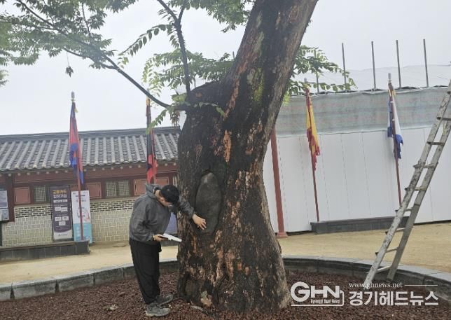 화성행궁 앞 보호수를 점검하는 모습