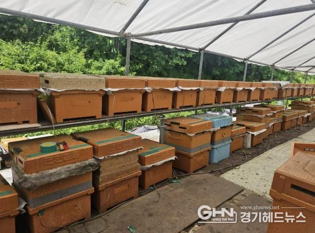 용인특례시 스마트 벌통을 설치한 양봉농가 사진