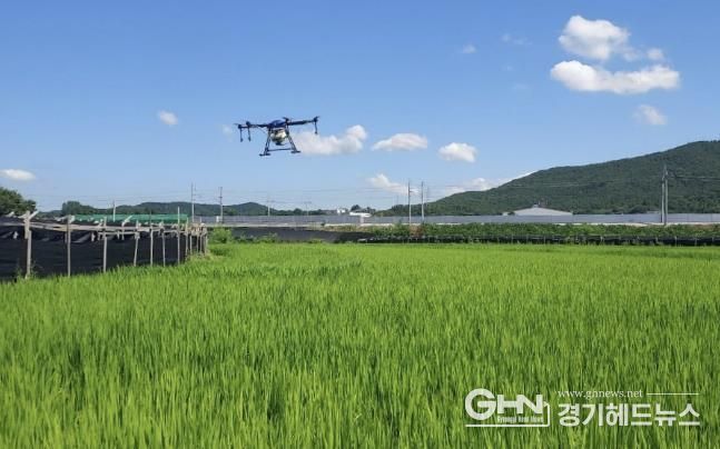 벼 재배지 드론 방제작업 사진