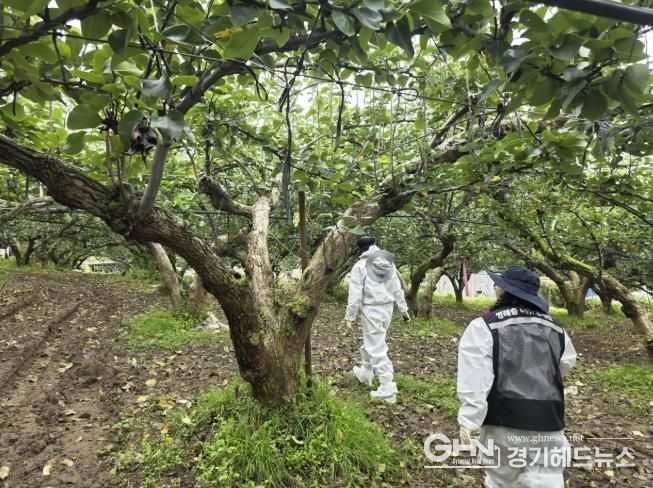 화성시농업기술센터 및 경기도농업기술원 관계자들이 20일 정남면 일원 농가에서 과수화상병 합동예찰을 하고 있다