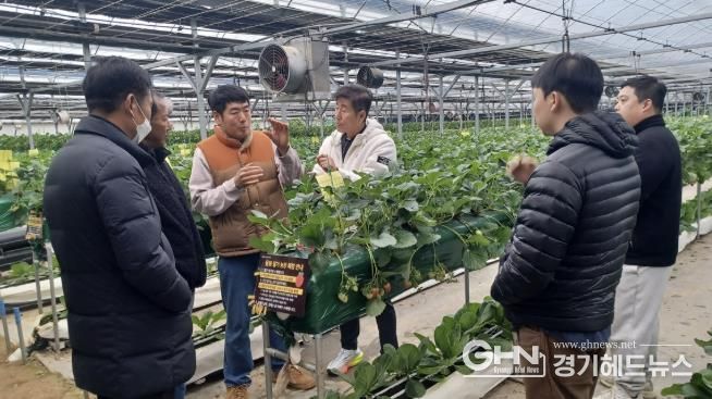 광주시, 딸기연구회 농가 대상 맞춤형 현장 자문 실시