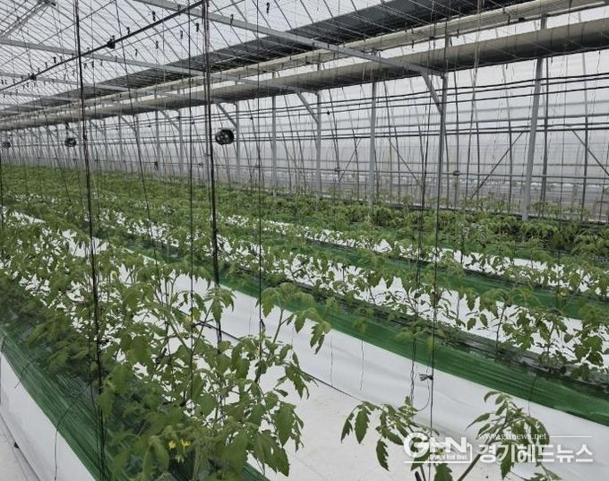 과채류 품질향상 사업을 지원받은 딸기 재배 농가의 모습