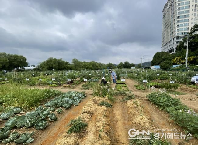 용인특례시는 오는 2월 3일부터 13일까지 용인시민농장에서 텃밭을 가꿀 도시농부 총 815팀을 모집한다