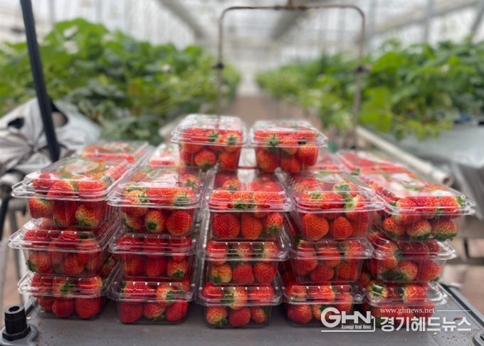 남양주시 농업기술센터, ‘딸기 연구의 결실’ 이웃에게 나눔